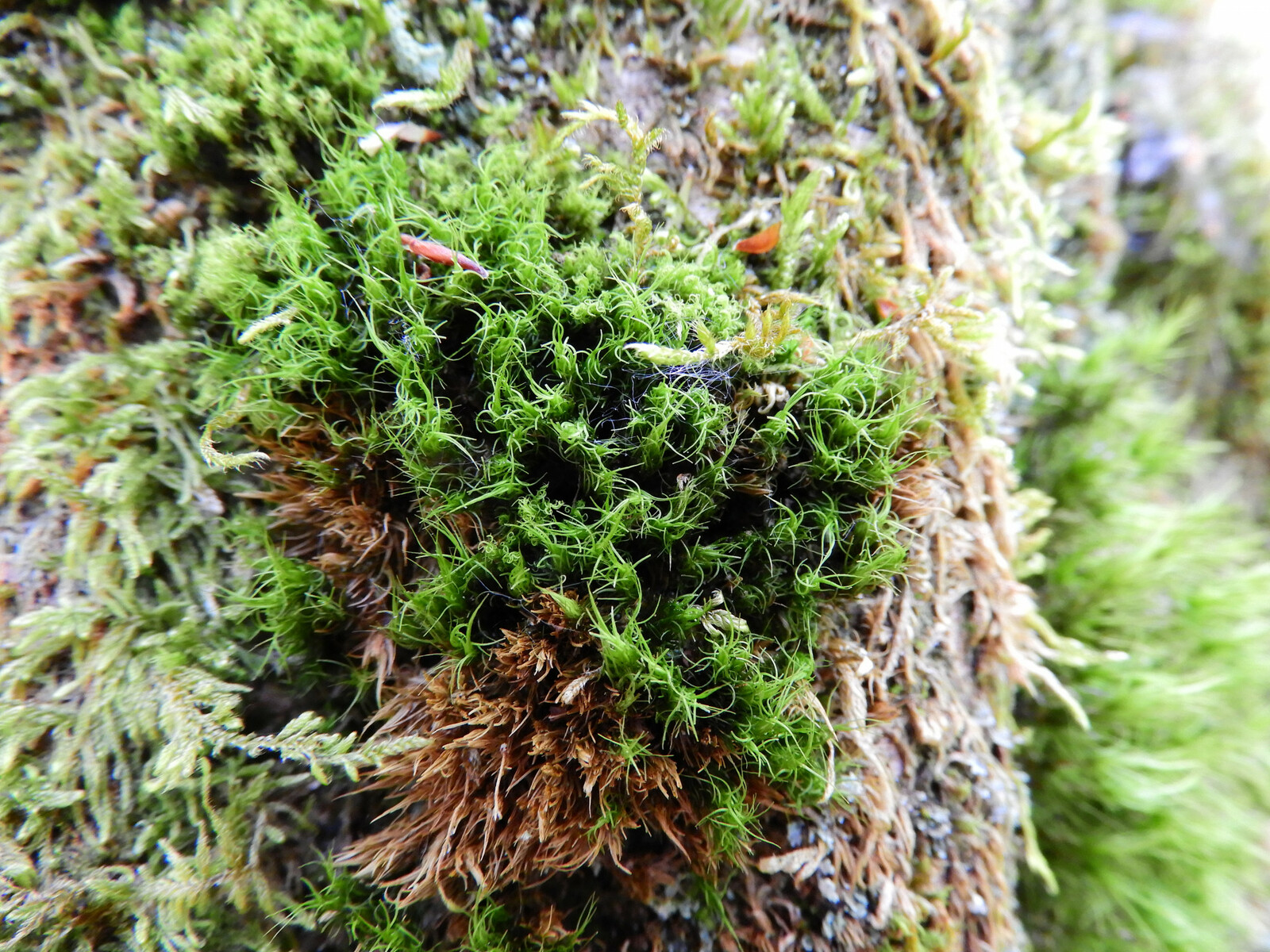 Dicranum viride