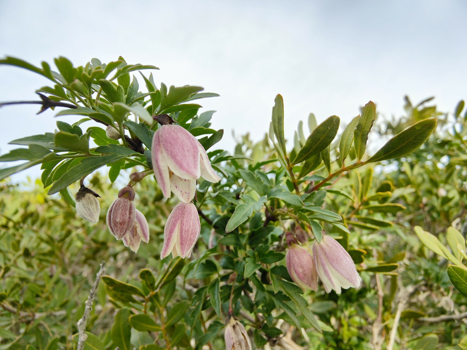 Clematis cirrhosa