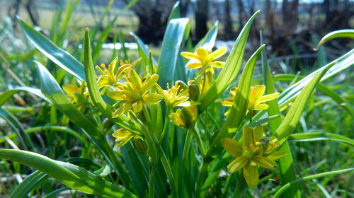 Gagea lutea (L.) Ker Gawl.