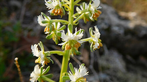 Reseda jacquinii Rchb.