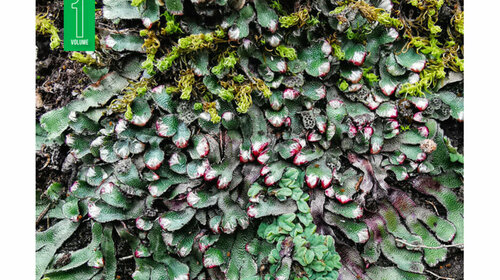 LES BRYOPHYTES DE FRANCE (TOME 1)