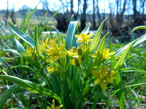 Gagea lutea (L.) Ker Gawl.