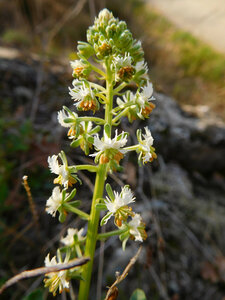 Reseda jacquinii Rchb.