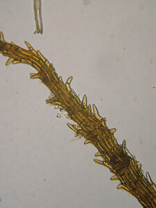 Ephemerum spinulosum Bruch & Schimp. ex Schimp. dans le département de la Loire, une espèce nouvelle pour le Massif central