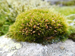 Tetraplodon angustatus (Hedw.) Bruch & Schimp. espèce coprophile à protéger en Haute-Loire