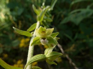 Epipactis rhodanensis Gévaudan & Robatsch en Haute Loire : progression le long d’un corridor alluvial