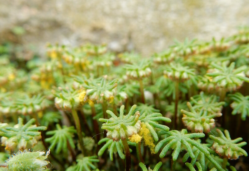 Marchantia polymorpha subsp. ruderalis